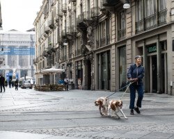 Dog walking on via Garibaldi
