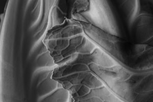 Tributaries of Light:  A complex network of living veins, branching outward like rivers carved into a stark, undulating landscape.